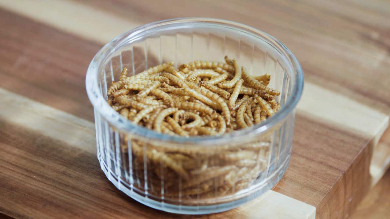 Edible Insects