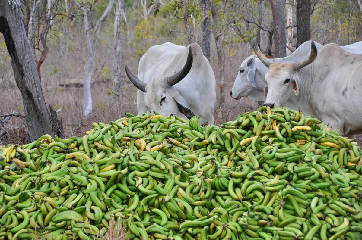 The animals were attracted to the green bananas – for good reason.