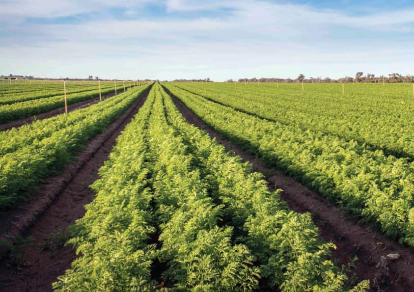 Potato crops in Myalup, Western Australia.