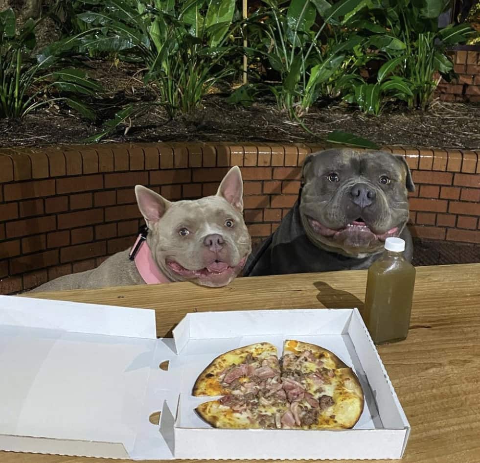 Pizza for dogs and humans at Brooklyn Crispy.