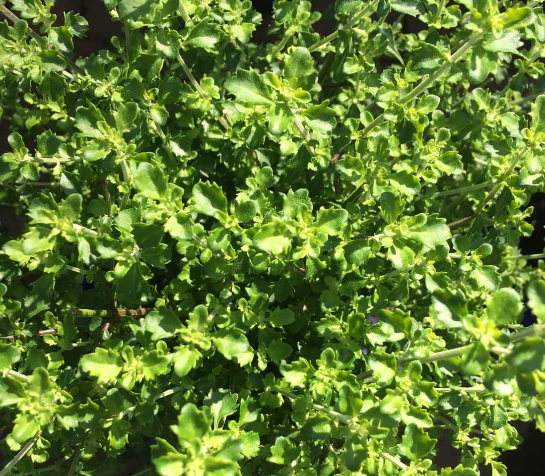 Cut leaf mint
