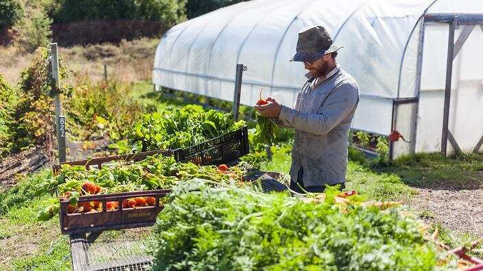 Autumn harvest on Fat Pig Farm