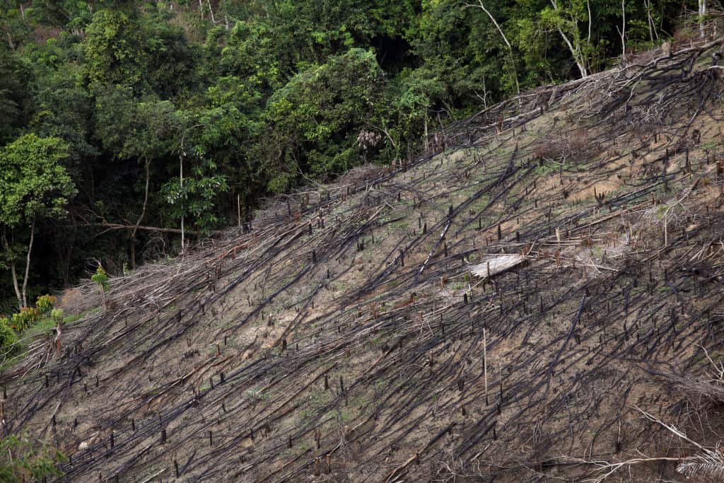 Deforestation due to palm oil production