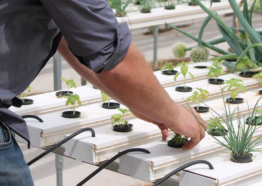 Pundi Product aquaponics system