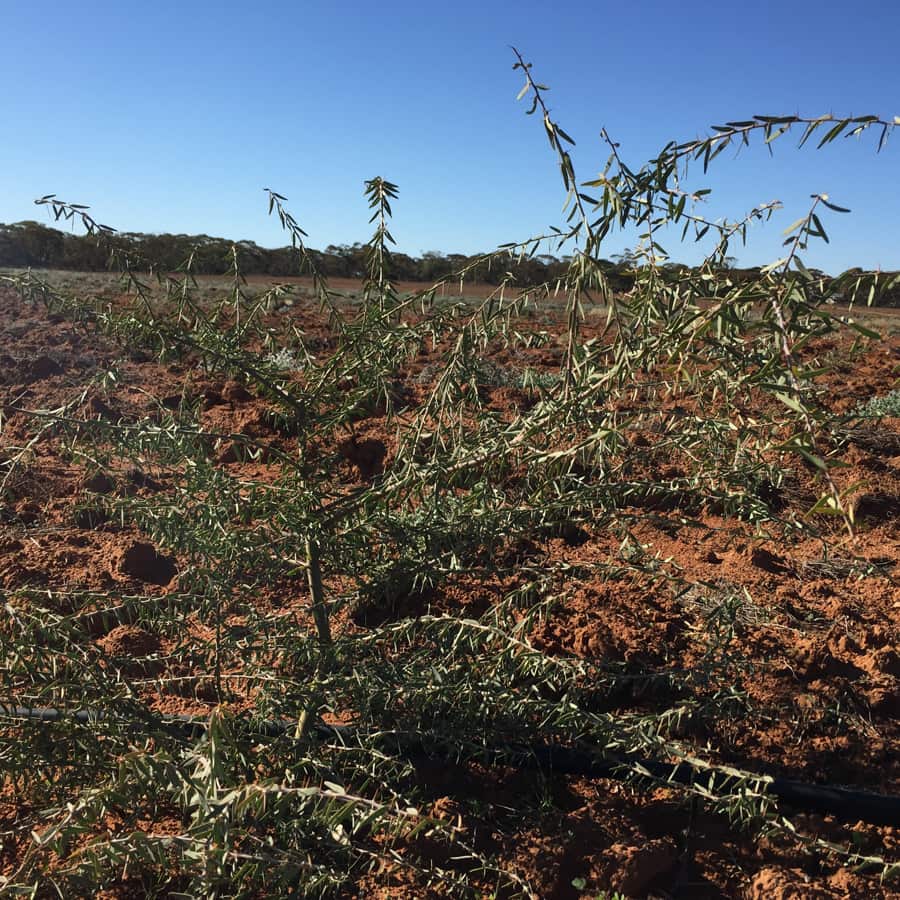 Wattle growing at Pundi Produce
