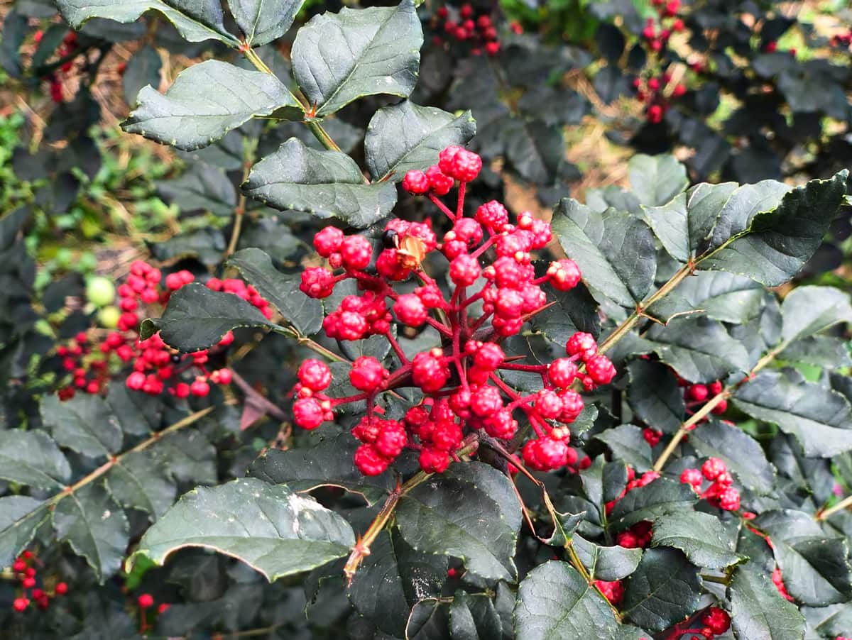 The Sichuan pepper used in Dragon Hot Pot’s signature broth.