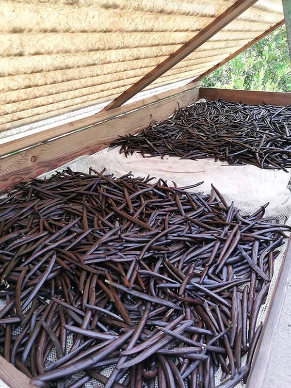 Drying vanilla beans using the Taha'a sun