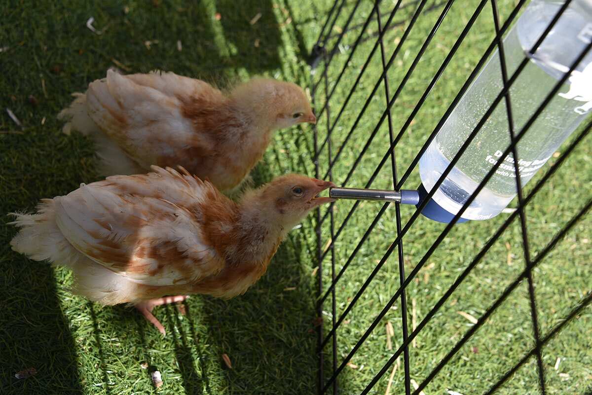 Paisley Park chickens