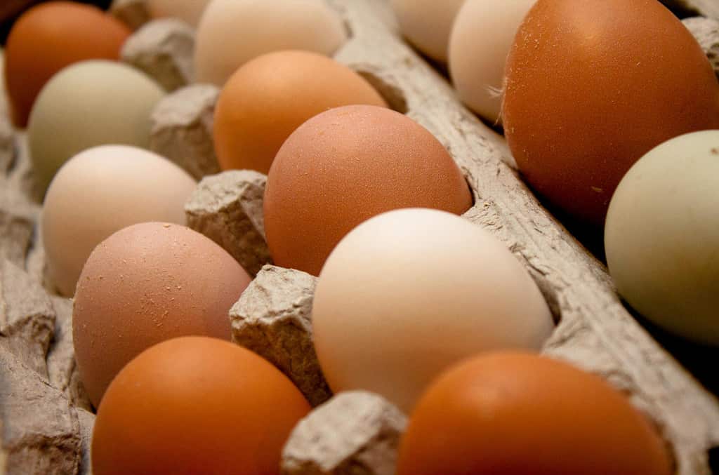 Fresh eggs from chickens 