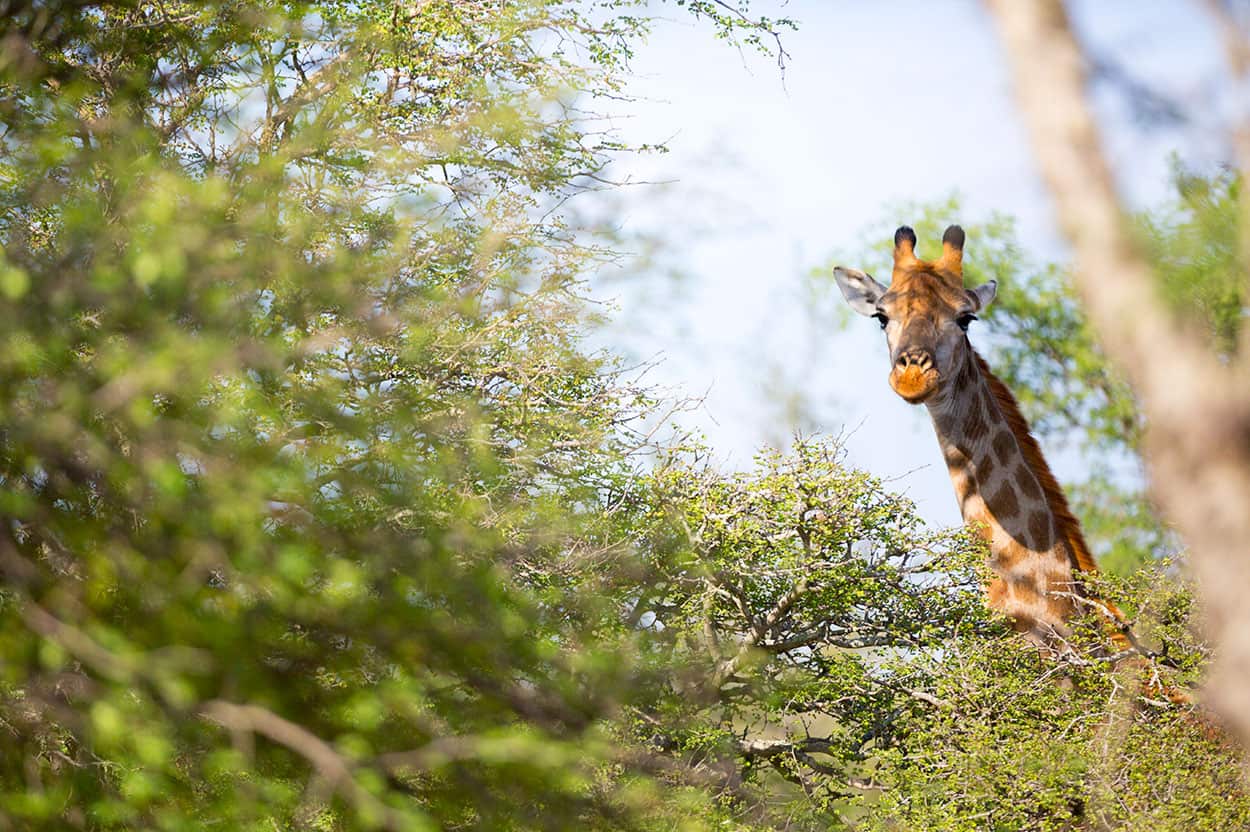 Giraffe from Sarah Graham's Food Safari