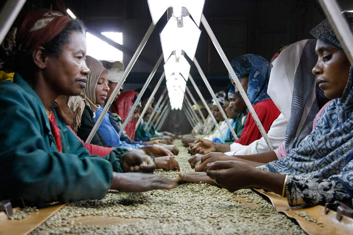 Coffee sorters in Ethiopia