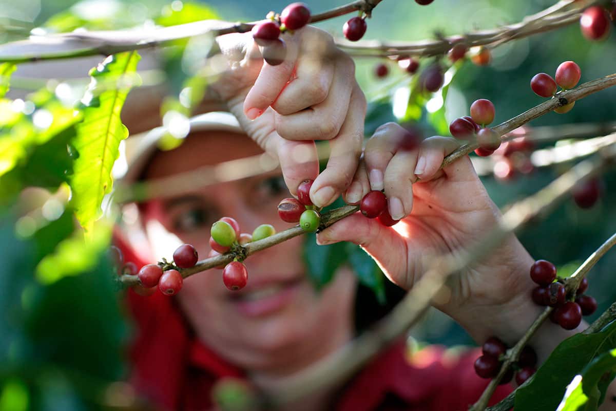 Worker checks coffee beans from a plantation in Costa Rica, member of the coffee cooperative Coopronaranjo RL, which is certified with Fairtrade