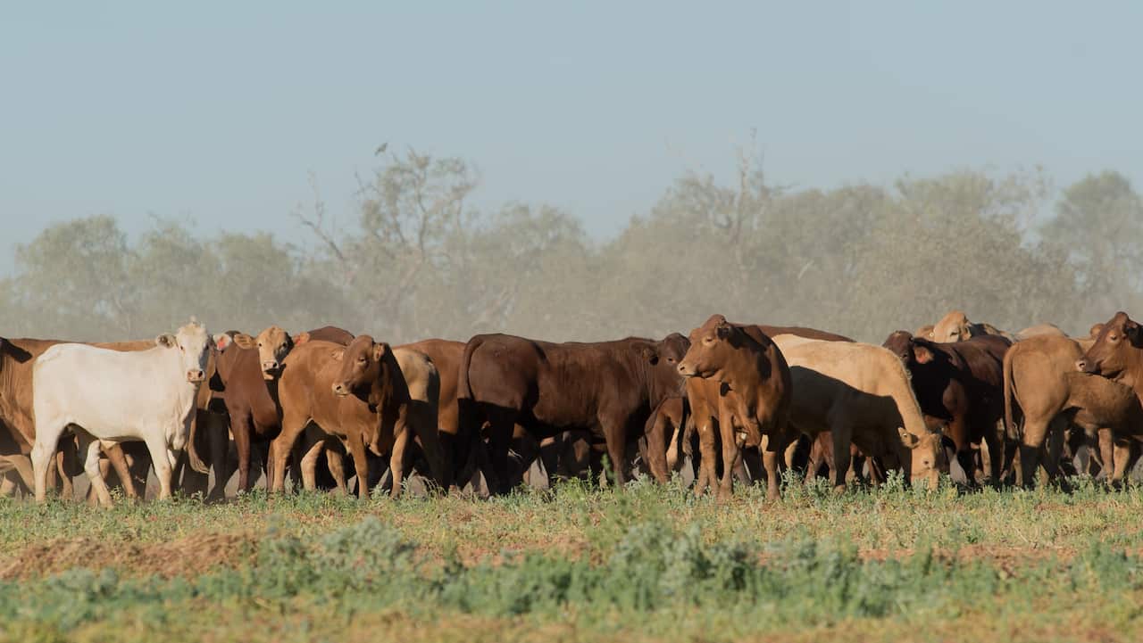 Last week, the North Australian Pastoral Company, a privately owned cattle company, launched a new brand of certified carbon-neutral beef called Five Founders.