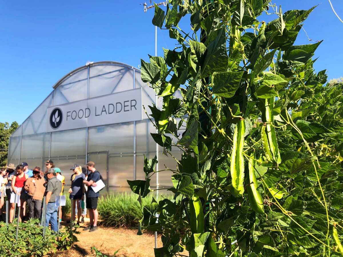 Food Ladder uses hydroponics and sustainable technologies to help feed communities – and create jobs and other opportunities.