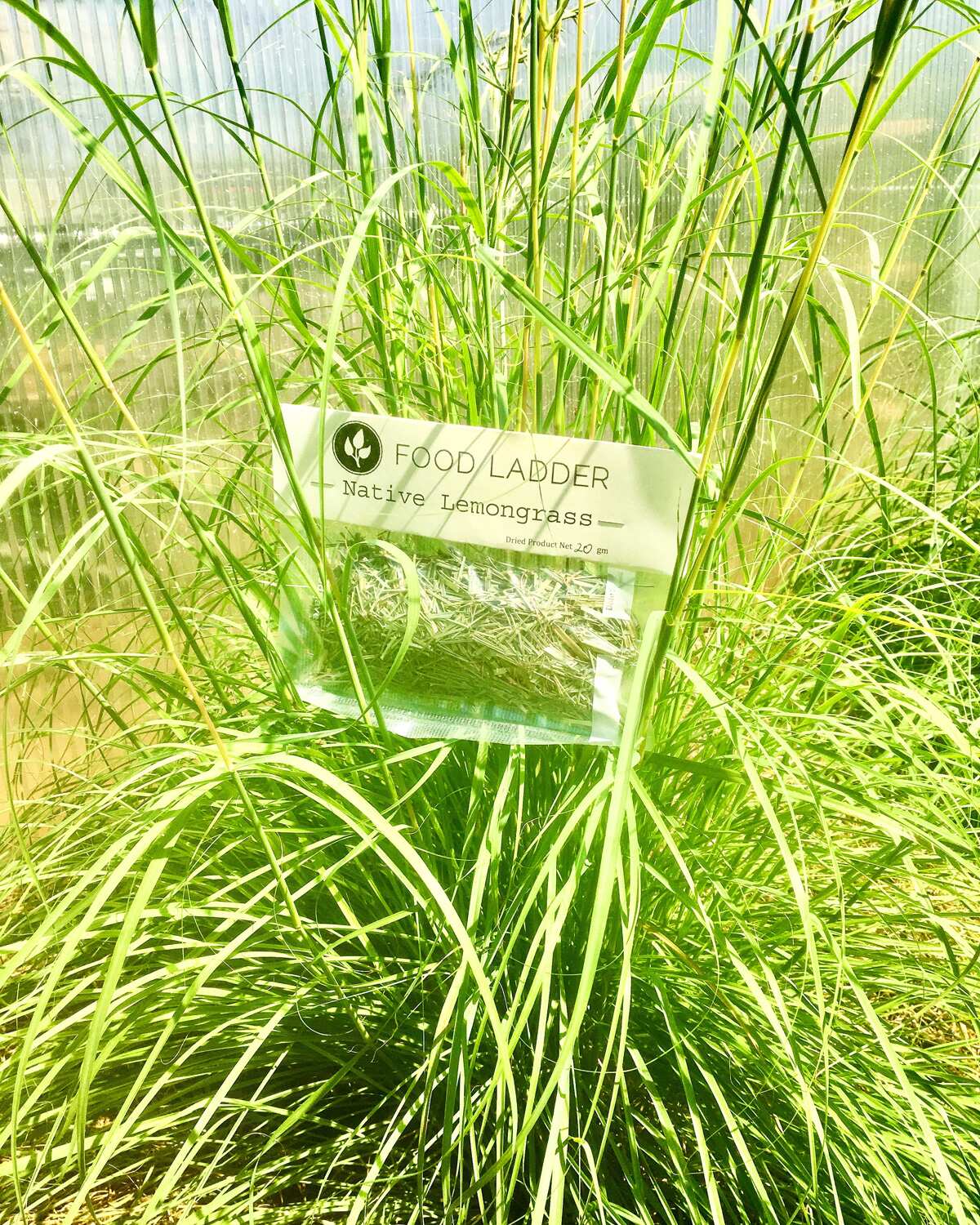 Native lemongrass grown in one of Food Ladder's structures.