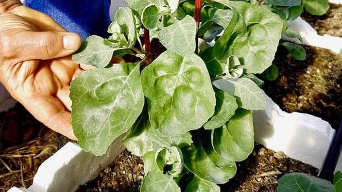 Indigenous native herbs