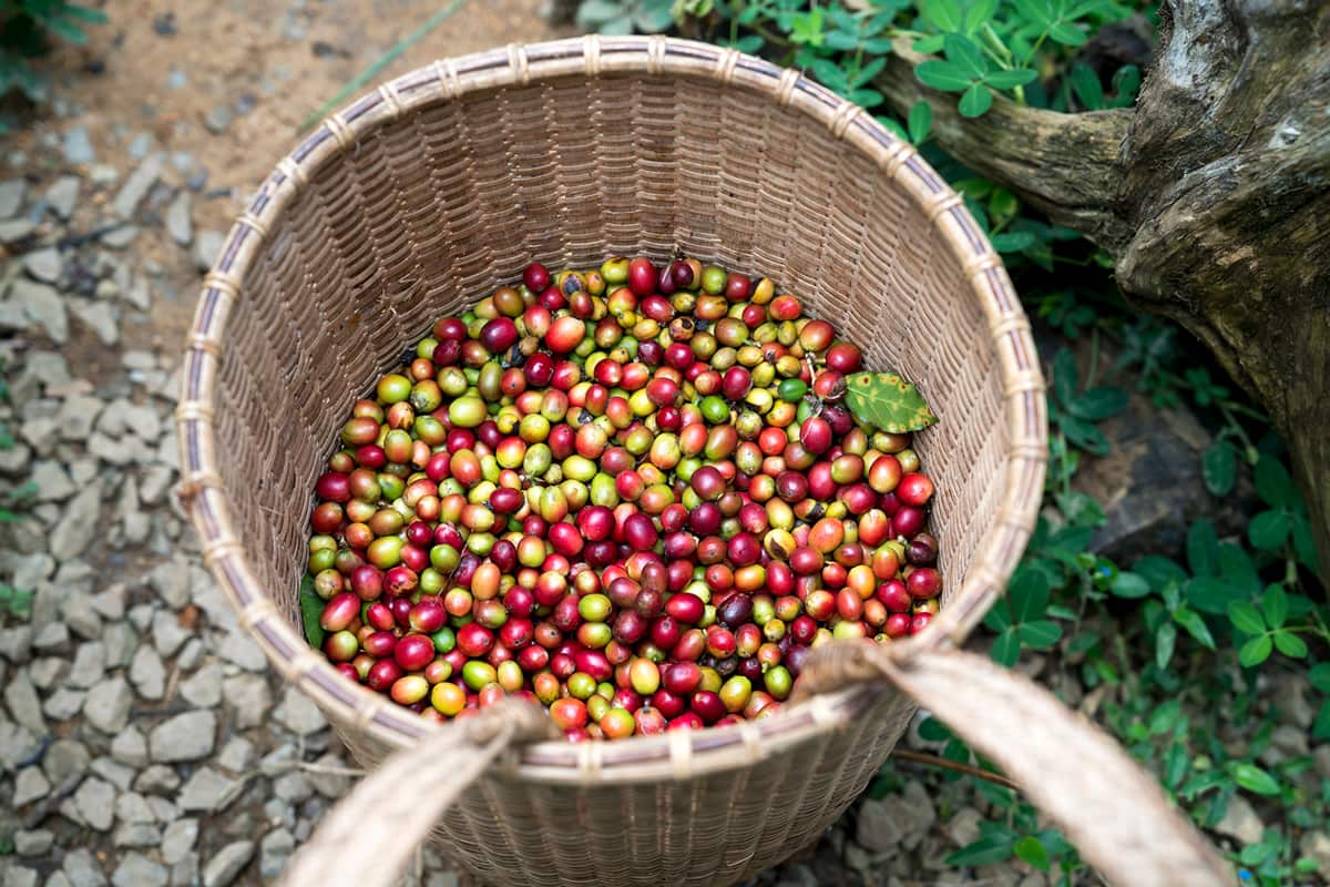 Coffee beans in Vietnam