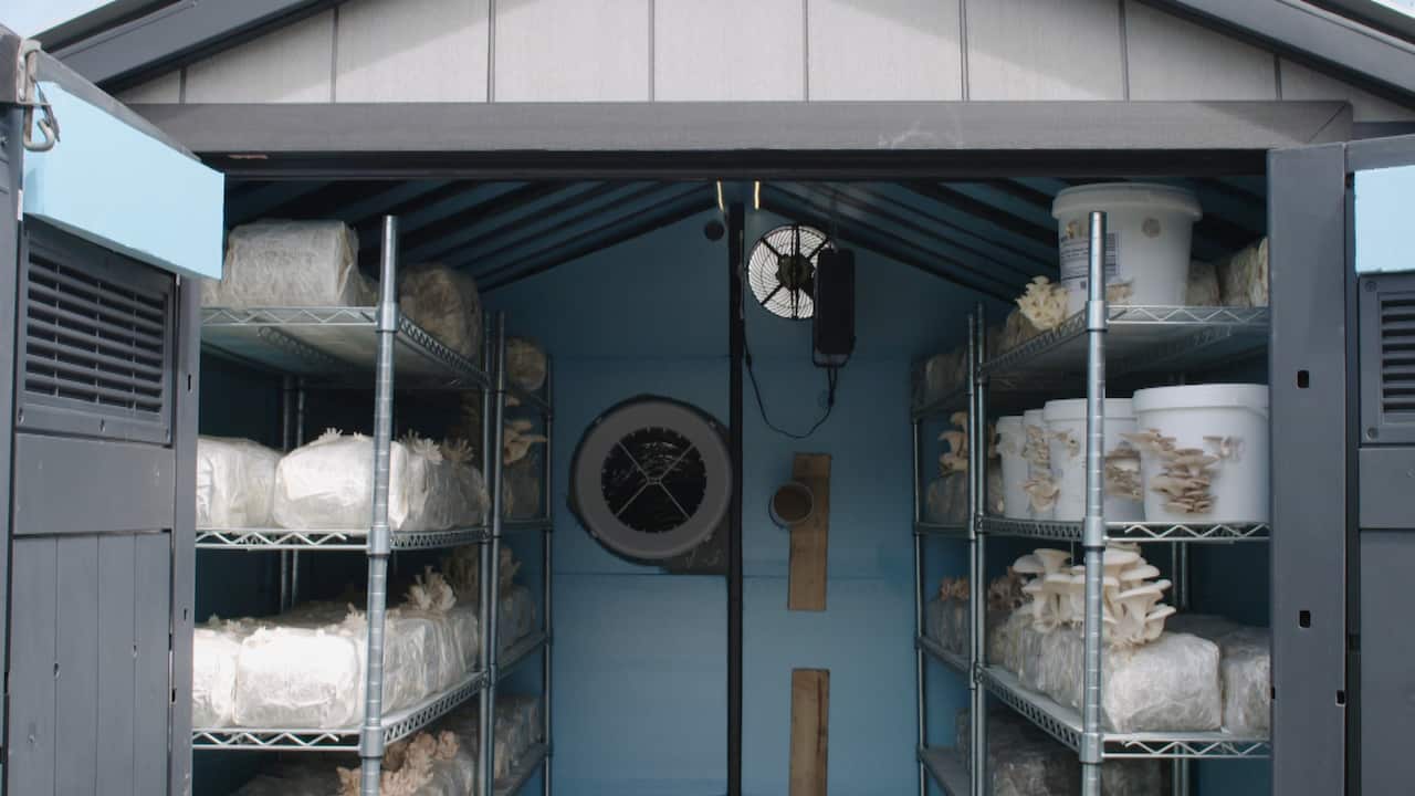 Gables Gate mushroom growing