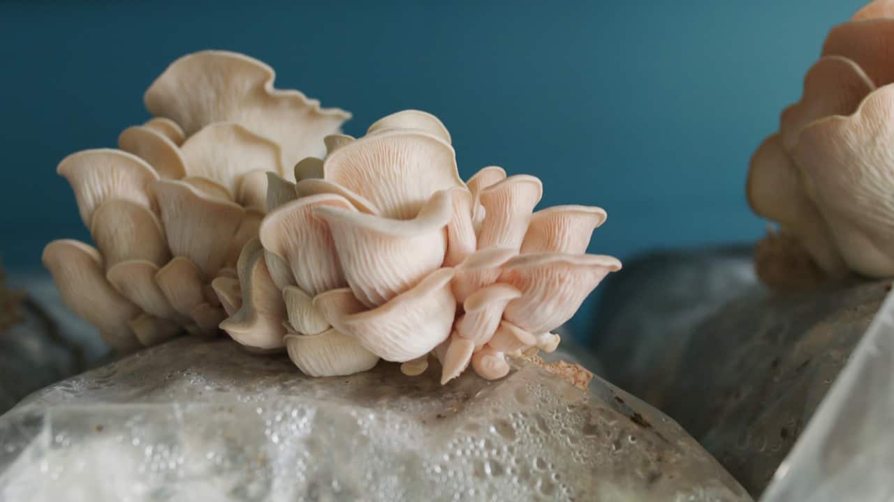 Pink oyster mushroom Gables Gate