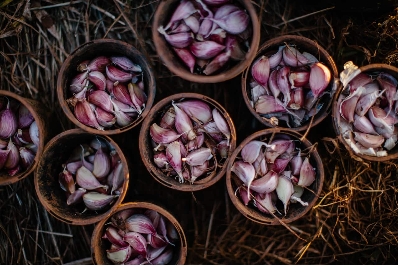 Australian Garlic Growers