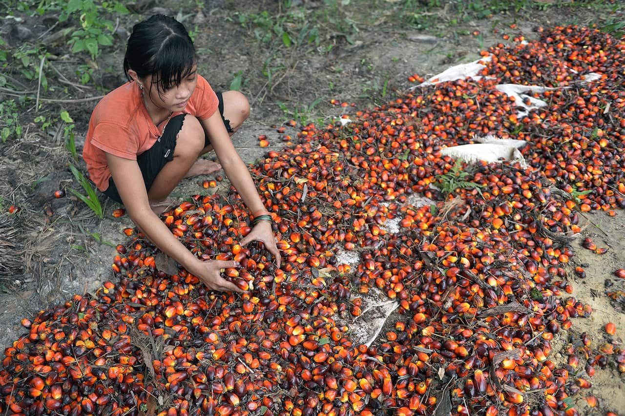 Worker at palm oil plantation