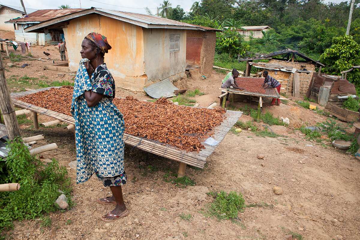  a female cocoa farmer, stands beside cocoa beans spread out to dry, on November 10, 2015 in Kwamang, Ghana.