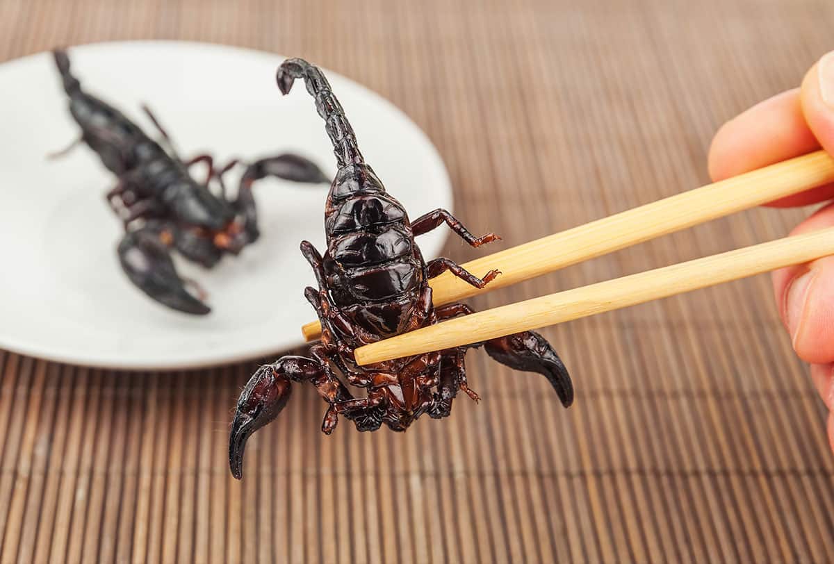 Fried scorpian