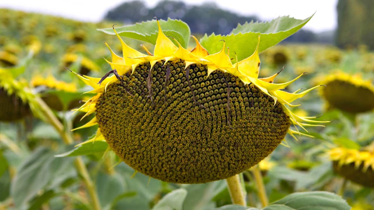 Sunflower