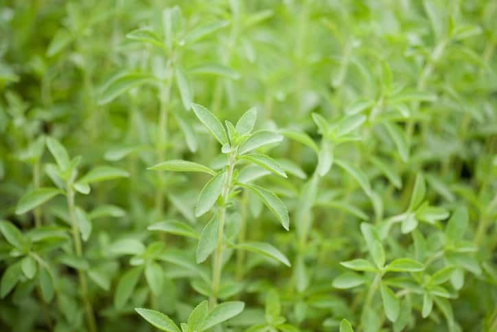 Stevia