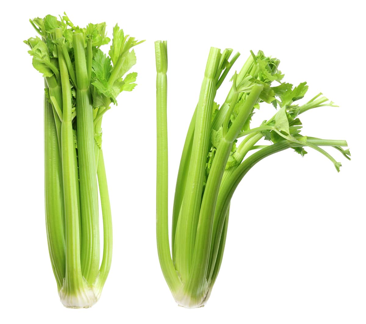 Celery on White Background