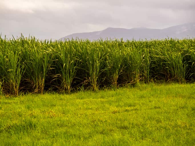 Sugar cane