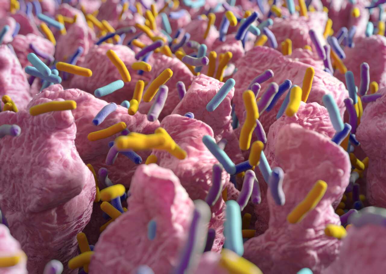 Small finger-like projections that extend into the lumen of the small intestine: gut microbiome. 