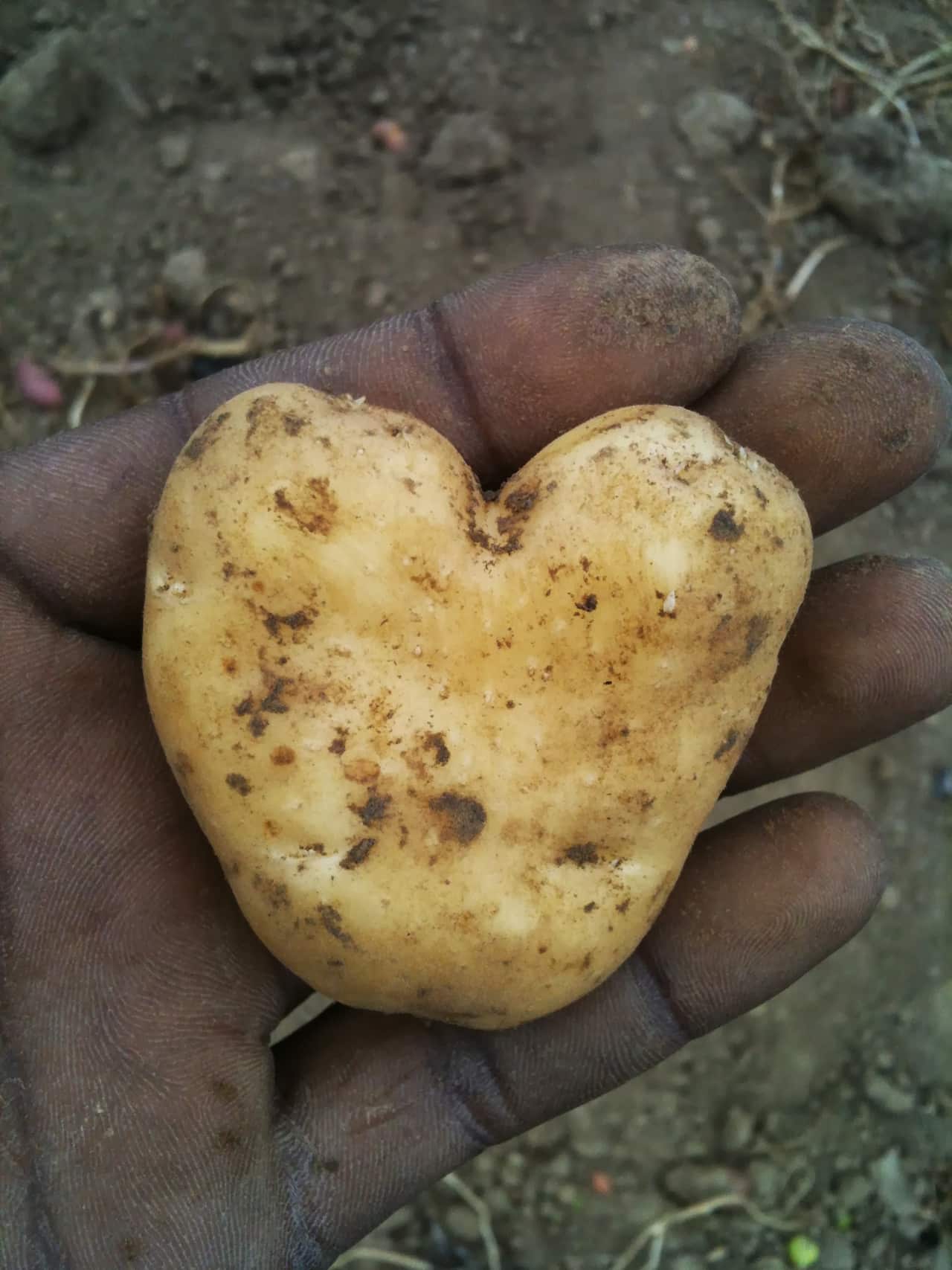 Hand Holding Heart Shape Potato