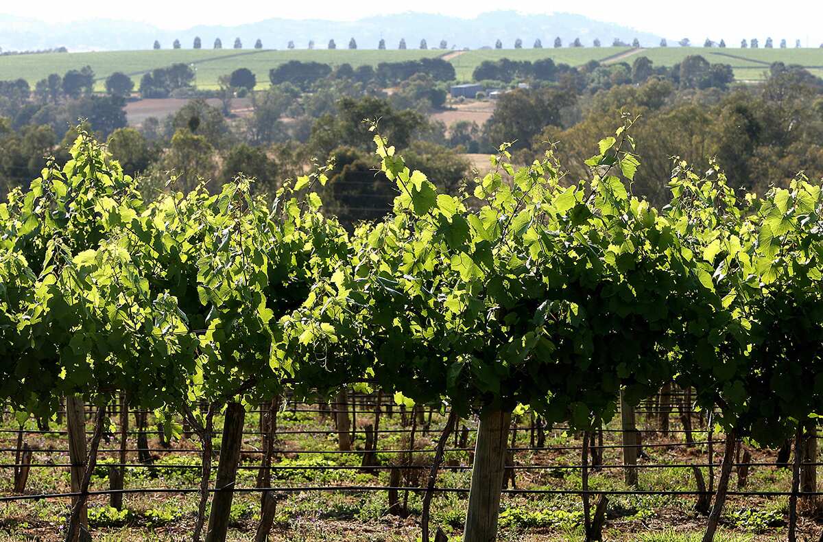 Vineyard in NSW
