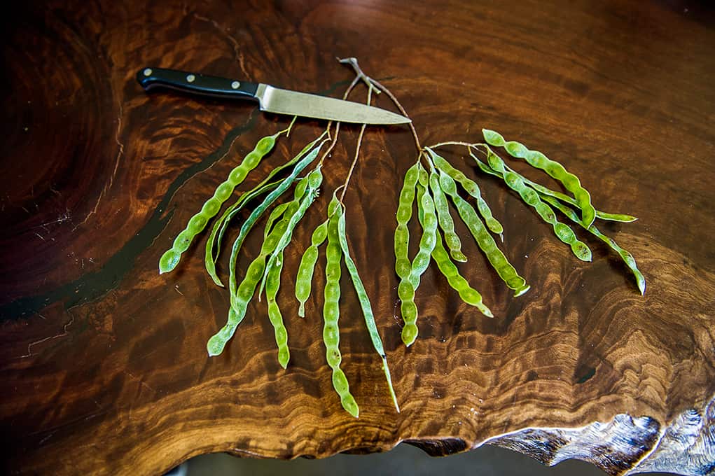 Grazing Down the Lachlan