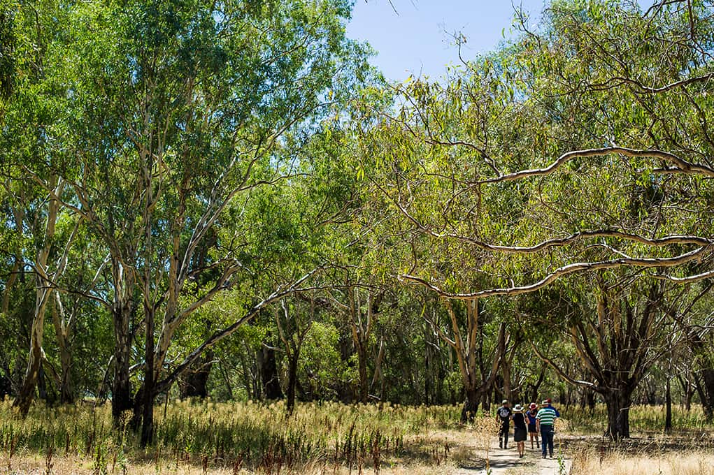 Grazing Down the Lachlan