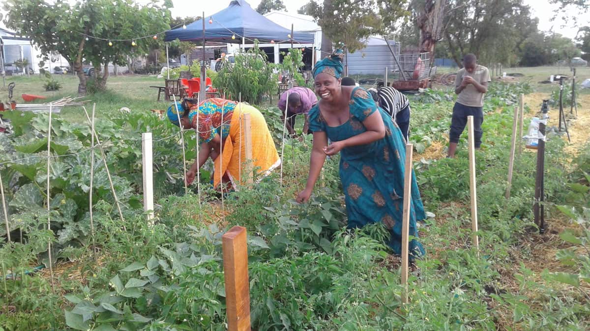 The Mulberry project