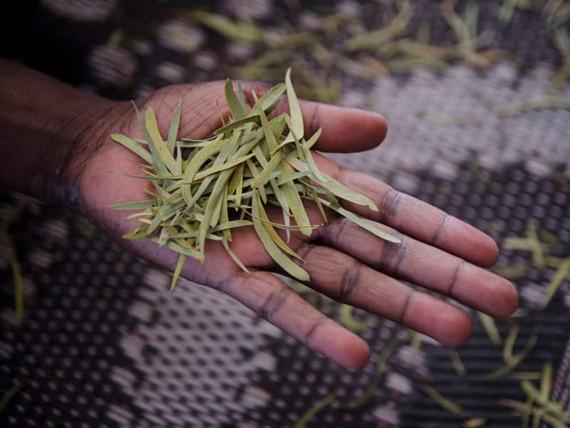 Gulbarn tea, harvested, dried and ready to package