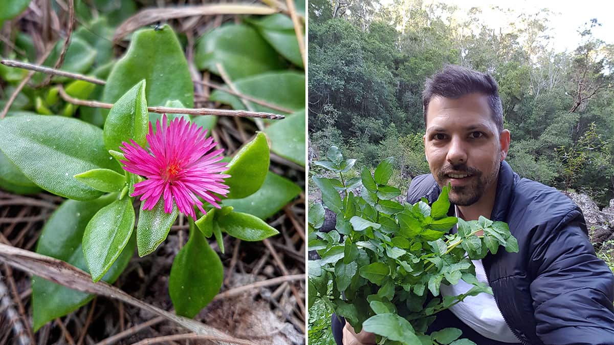 Nick Blake of Wild Forage Australia 