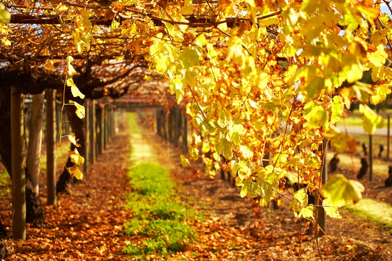 Homegrown: Swan Valley