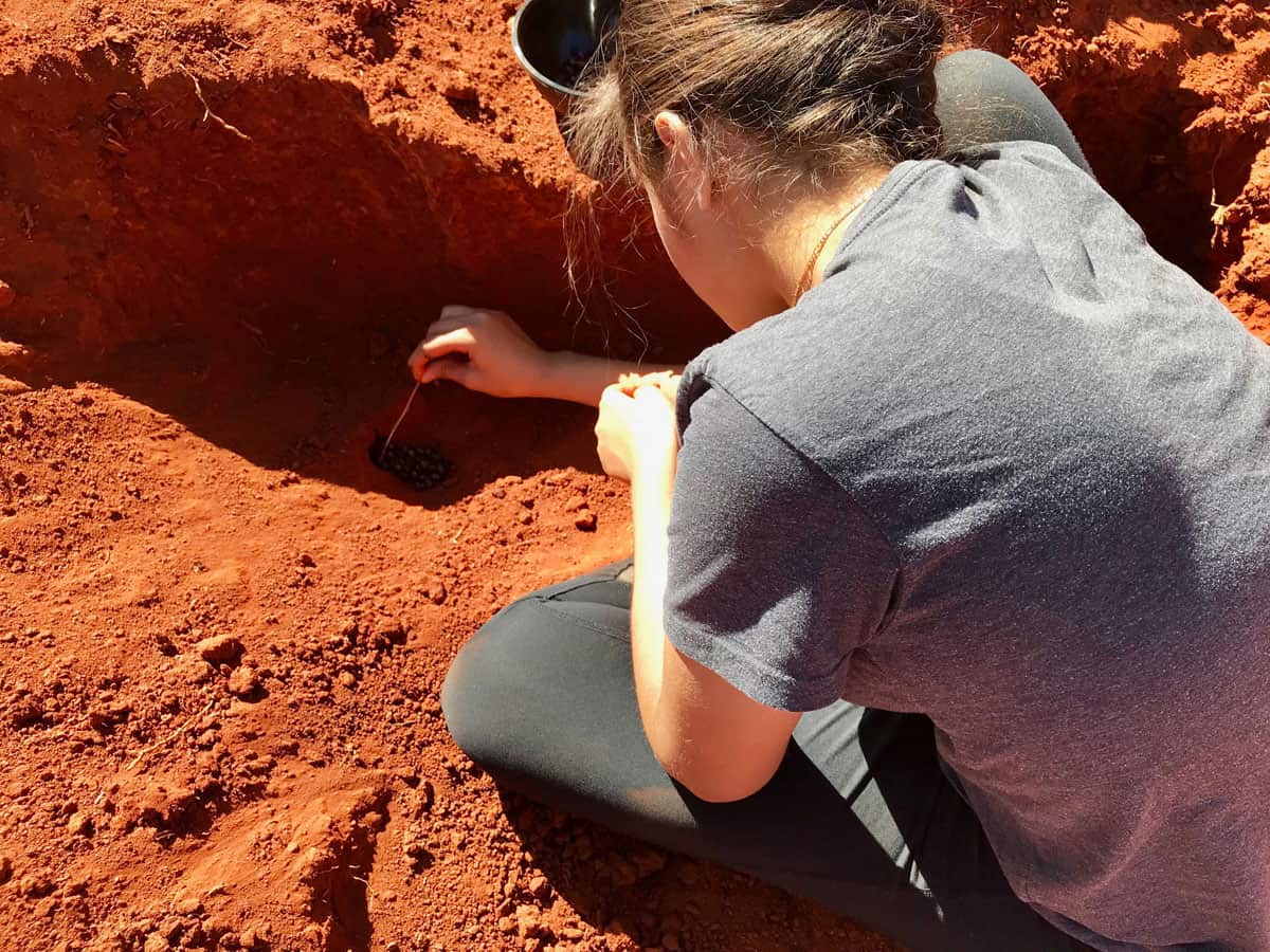 Digging for honey ants