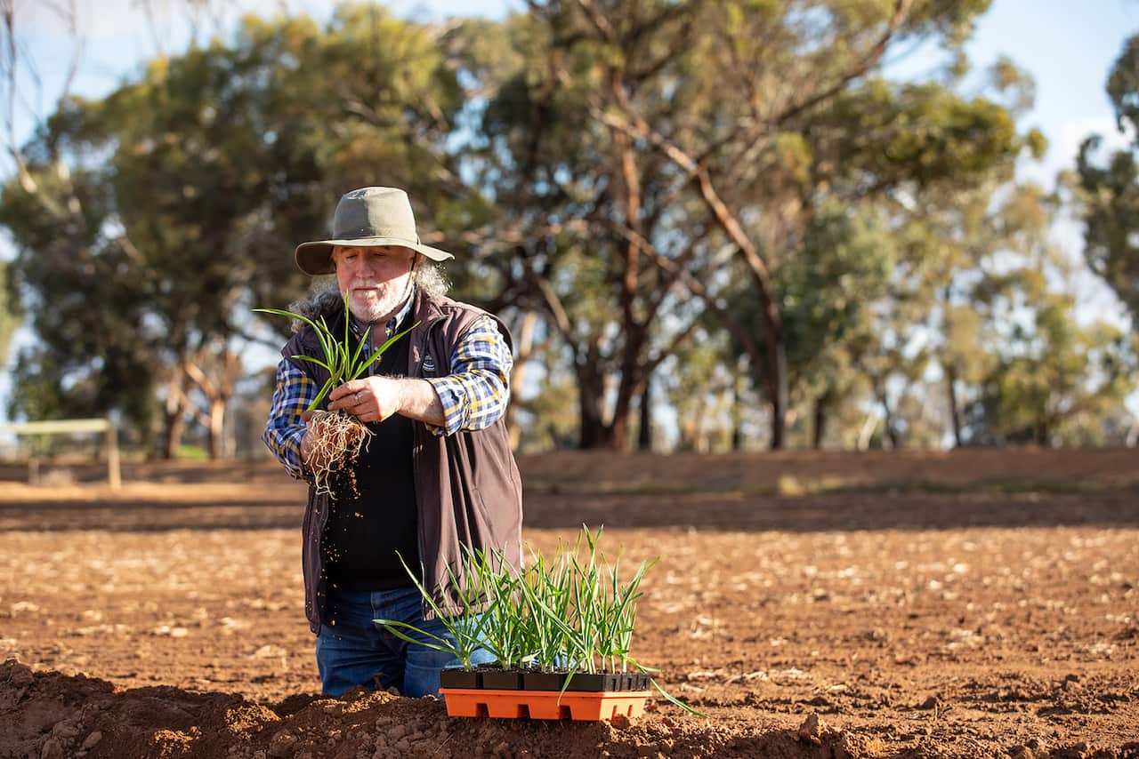 Australian Garlic Growers Nick Diamantopoulos