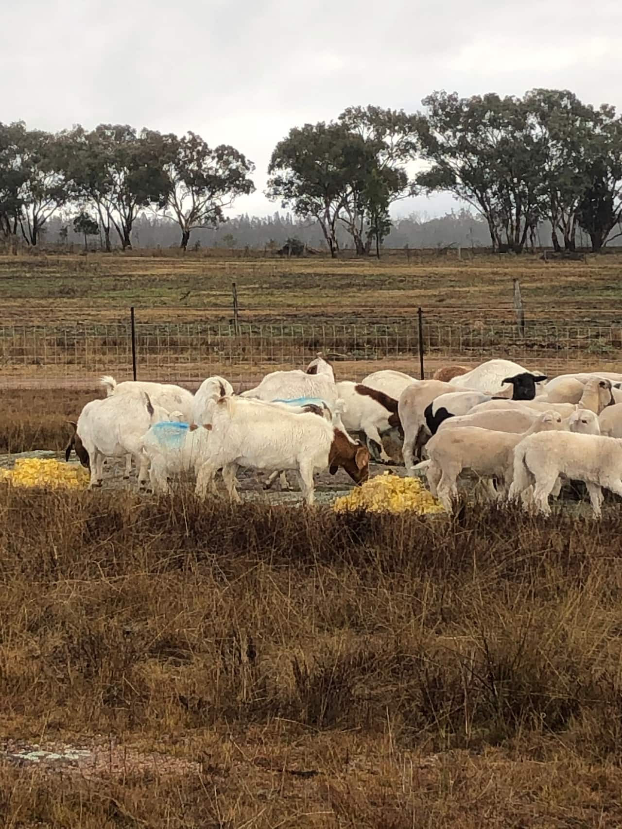 Craig Rayner's sheep feast on orange peel. 