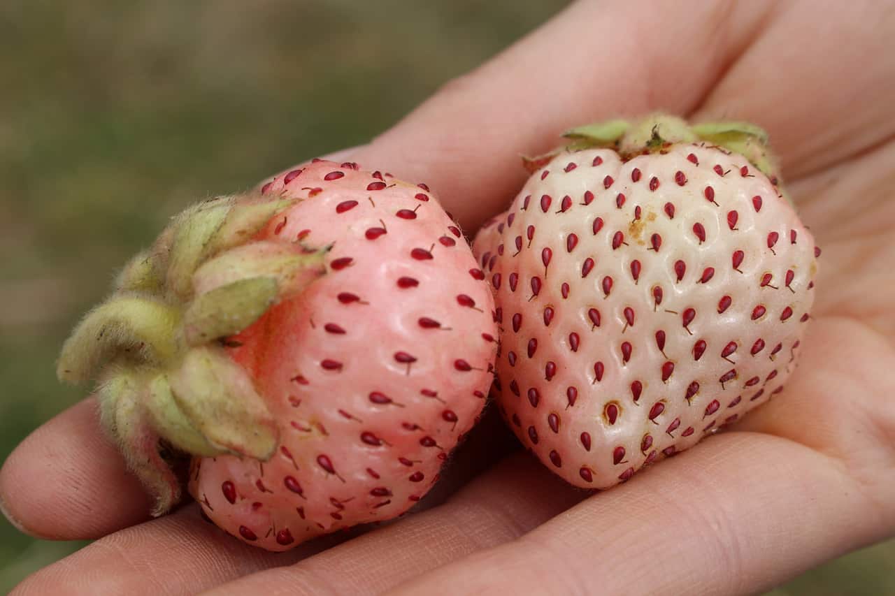 white strawberries