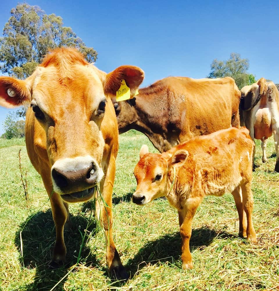 How Now is offering a kinder take on dairy farming.