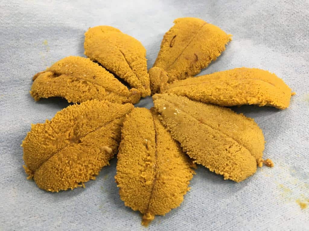 Uni Boom Boom sea urchin