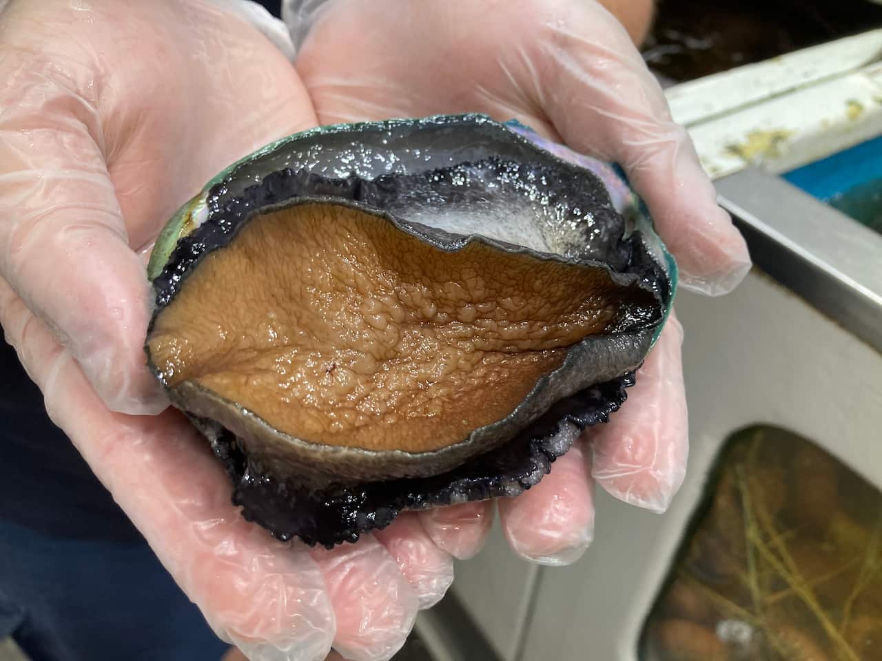 Sydney Fish Market tour guide, Alex Stollznow, holds fresh live abalone, picked straight from the tank.
