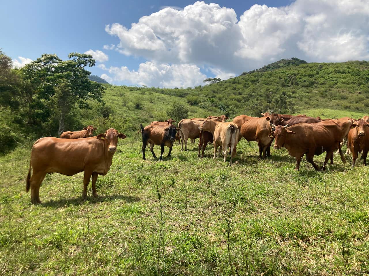 The cattle farm in La Foa, run by 73-year-old Jean-Jacques Delathière and his family. 