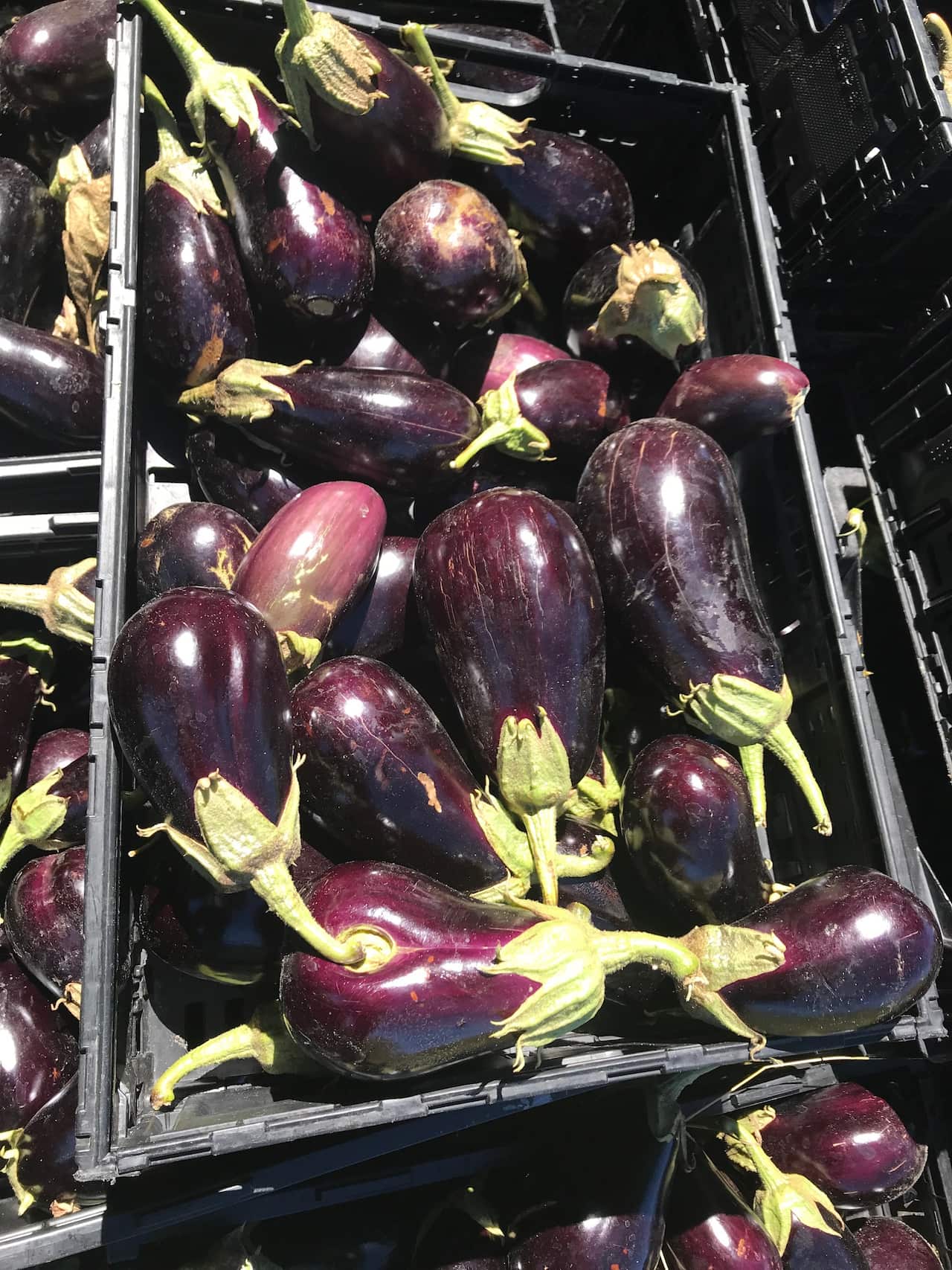 Some of the vegetables grown in the new Harvest of Hope garden. 