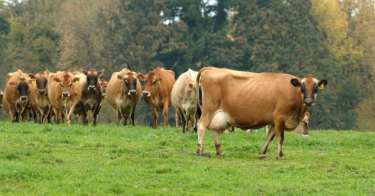 Jersey dairy cows